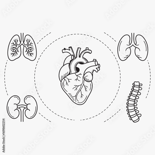 Human anatomy organs heart lungs kidneys spine medical illustration