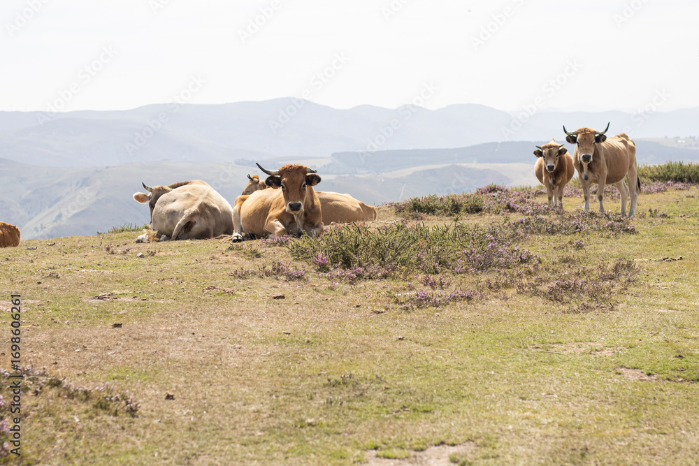 Obraz premium Herd of brown cows in the mountains of the Sierra de Muriellos, Allande, Asturias