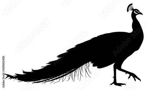 Peacock silhouette isolated on white background