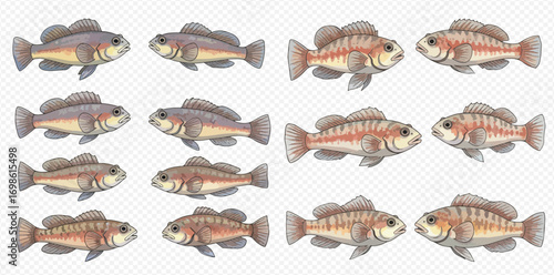 A collection of illustrated freshwater fish, showcasing different color patterns and variations on a transparent background.