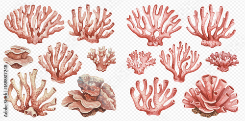 A collection of watercolor illustrations depicting various coral formations in shades of pink and brown.