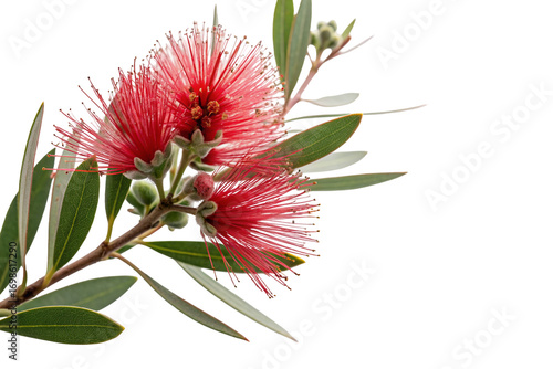 Beautiful callistemon bottlebrush flower with vibrant red blooms on green leaves isolated image