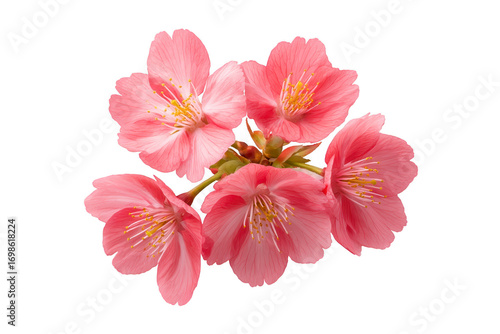 Pink cherry blossom flower cluster, delicate petals and yellow stamens, isolated on transparency background, symbolizing spring, beauty, and renewal, evoking sense of tranquility