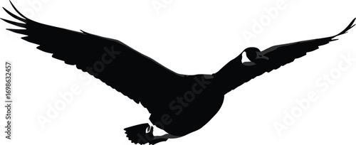 Flying Canada Goose in Isolated White Background, Realistic Black and White Bird Image, Wild Waterfowl in Motion, High-Resolution Photo
