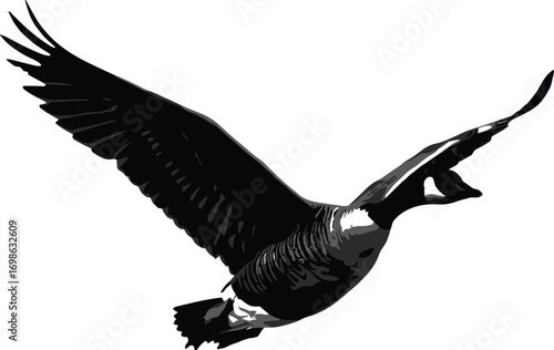 Flying Canada Goose in Isolated White Background, Realistic Black and White Bird Image, Wild Waterfowl in Motion, High-Resolution Photo