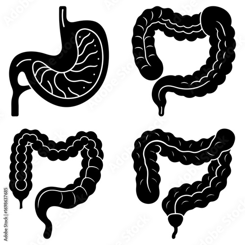 Illustration showing human stomach with interior details and three different colon arrangements in black