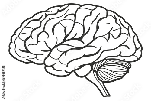 Brain silhouette showing contours and folds in black outline