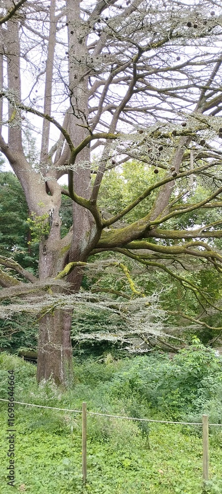 Obraz premium Secuoya en el Parque de Cristina Enea, San Sebastián, Guipúzcoa. Naturaleza viva