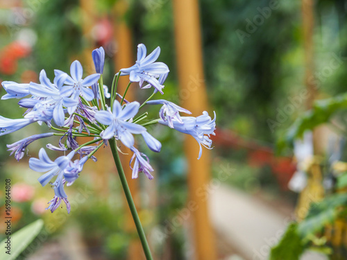 Agapanthus (Agapanthus africanus) in Bloom – Lily of the Nile with Lavender Trumpet-Shaped Flowers**