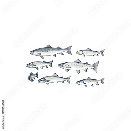  Set of Salmon Silhouettes in Line Art Style with Fish Outline Drawing and Aquatic Wildlife Illustration Isolated on White Background