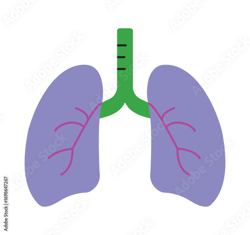 Simple Medical Illustration of Healthy Lungs for Educational Use