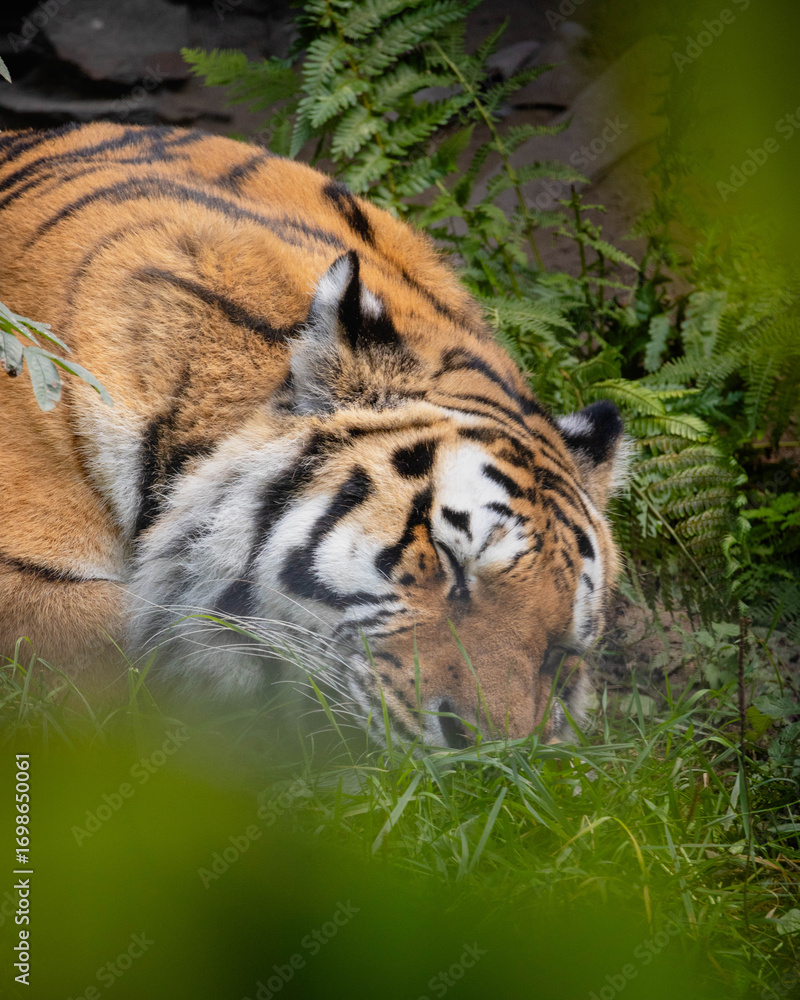 Fototapeta premium Napping tiger