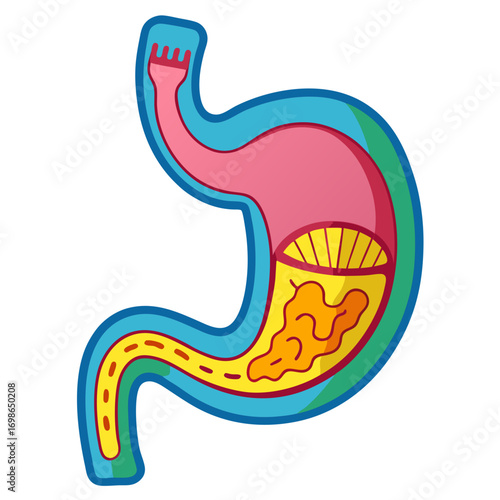 Vibrant and detailed illustration of the human stomach highlighting its anatomy and digestive functions, perfect for medical presentations, educational resources, and health-related designs