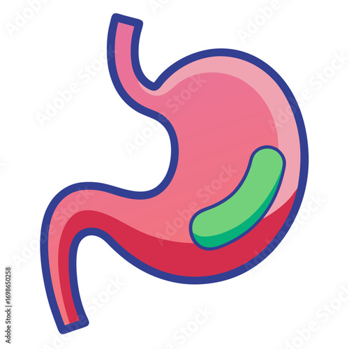 Illustrated human stomach diagram, ideal for medical presentations, educational materials, and healthcare branding, highlighting digestive health and anatomy for commercial use.