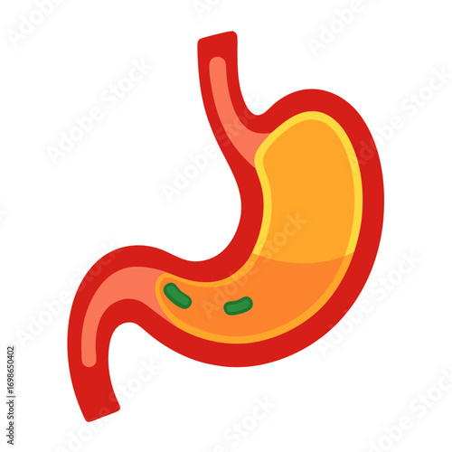Stomach illustration showing digestion and internal organs perfect for medical or educational content, healthcare professional, and biological studies offering clarity and precision