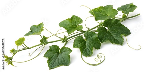 Wallpaper Mural Pumpkin vine with leaves and tendrils mockup template on isolated background. AI GENERATED.
 Torontodigital.ca