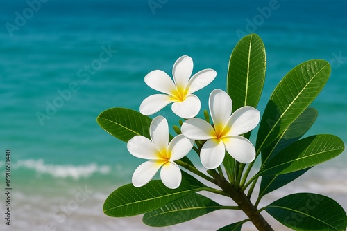 Tropical plumeria flowers by turquoise ocean