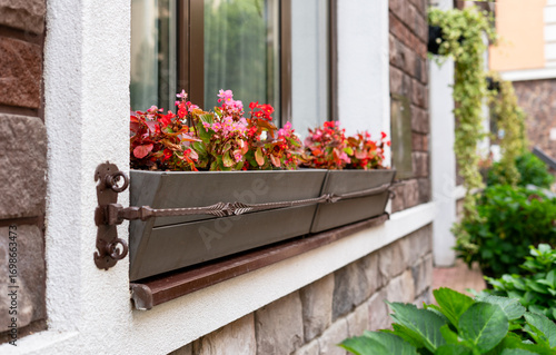 Flower box brimming with bright red flowers Begonia cucullata is positioned on a window sill, surrounded by stone walls and lush greenery, creating a picturesque outdoor scene