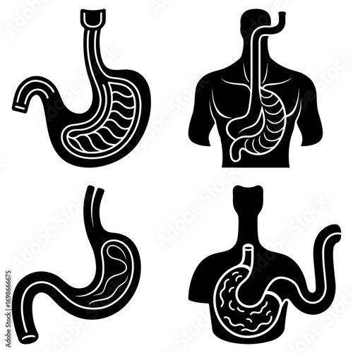 Anatomical illustrations showing the human stomach and digestive system in various configurations and placements