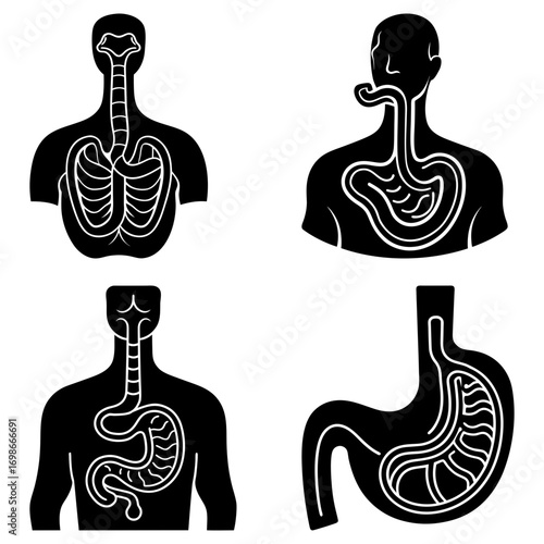 Anatomical illustrations showing respiratory system and digestive system in human body outline format