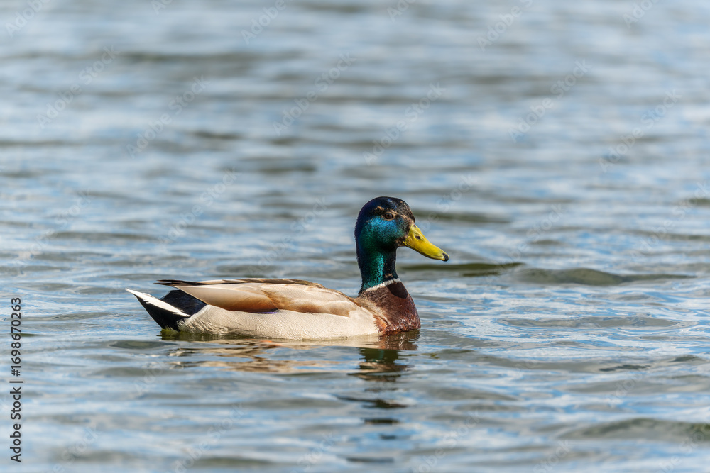 Fototapeta premium Duck swims in the pond.