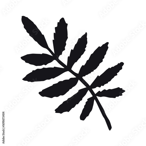 Vector hand drawn rowan leaf silhouette isolated on white background