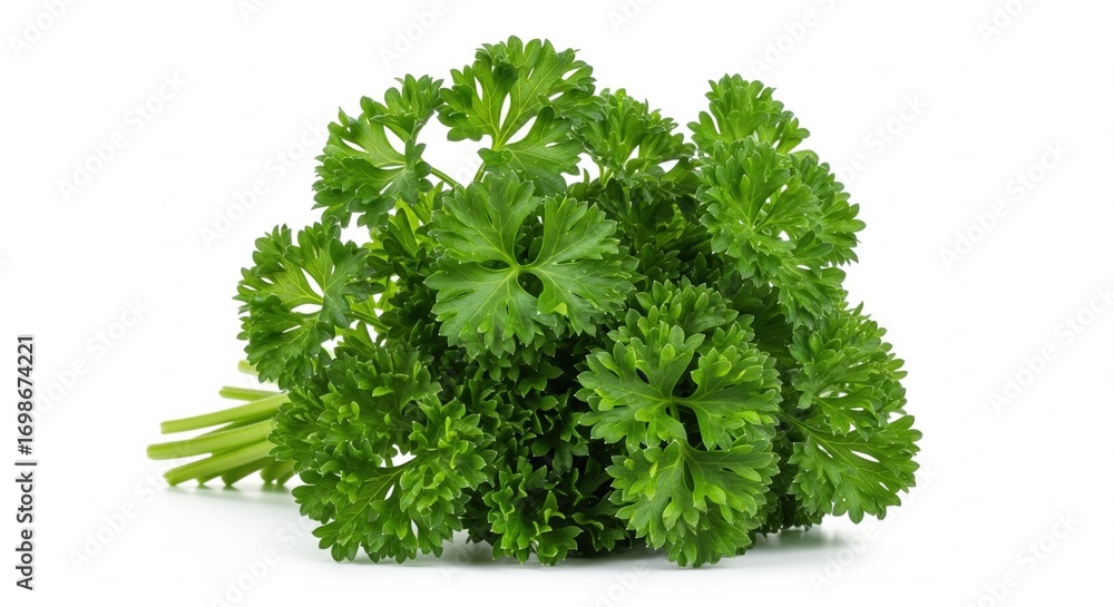 Fototapeta premium Fresh curly parsley bunch with vibrant green leaves, perfect for culinary use and adding a touch of freshness to any dish .