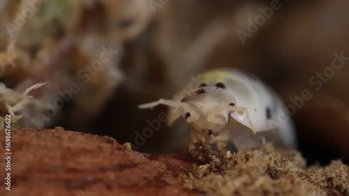 isopods woodlouse pill bugs armadillidium vulgare magic potion