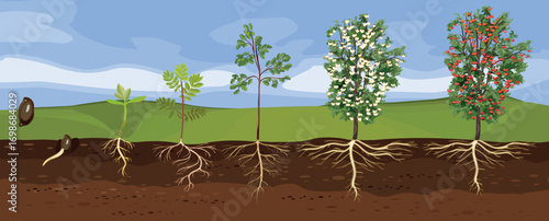  Summer landscape with life cycle of rowan tree (Sorbus aucuparia). Growth stages Growth stages from seed and sprout to old tree with root system and green crown