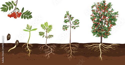 Life cycle of rowan tree (Sorbus aucuparia). Growth stages from seed and sprout to old tree with root system and green crown isolated on white background	