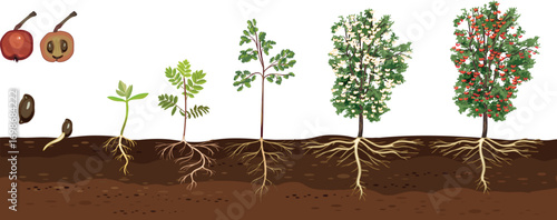 Life cycle of rowan tree (Sorbus aucuparia). Growth stages from seed and sprout to old treewith green leaves and many red berries in crown isolated on white background	