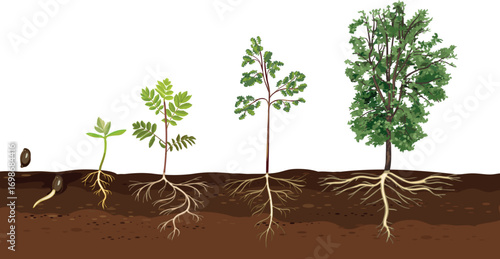 Life cycle of abstract deciduous tree. Growth stages from seed and sprout to old tree with root system and green crown isolated on white background	