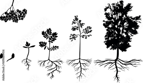 Black silhouette of life cycle of rowan tree (Sorbus aucuparia). Growth stages from seed and sprout to old tree with root system isolated on white background	
