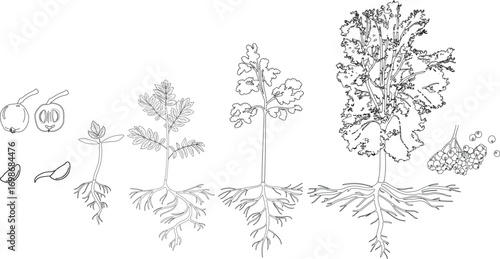 Coloring page with life cycle of rowan tree (Sorbus aucuparia). Growth stages from seed and sprout to old tree with root system isolated on white background
