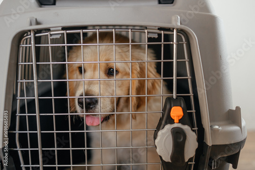 A golden retriever puppy in a pet carrier at the airport. An advertisement for a pet store. Dog delivery. Advertising of a veterinary clinic. Traveling with an animal