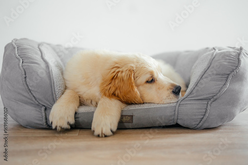 A cute golden Retriever puppy is lying on a soft couch on the floor. A bed for pets. Pet store advertising