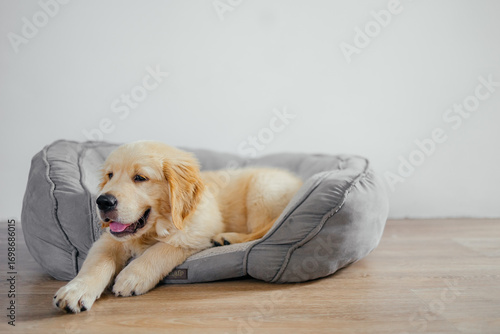 A cute golden Retriever puppy is lying on a soft couch on the floor. A bed for pets. Pet store advertising