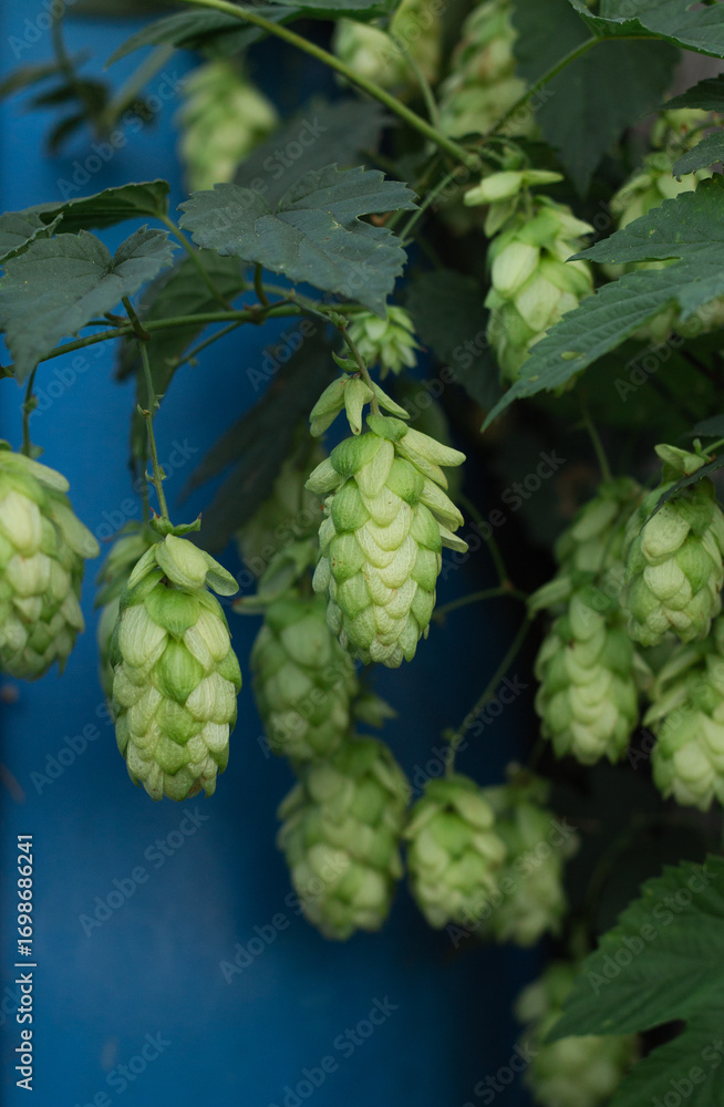 Fototapeta premium hop cones on a branch