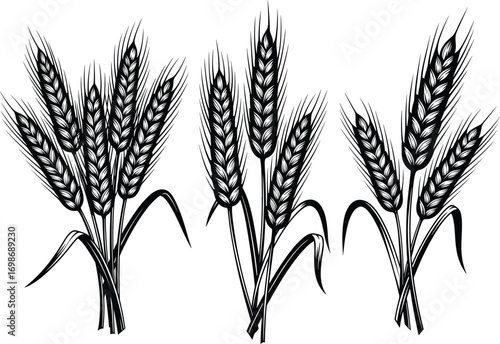Hand-drawn wheat vector illustration, black and white grain plant sketch, agricultural crop design, farming element, vintage botanical ink drawing.