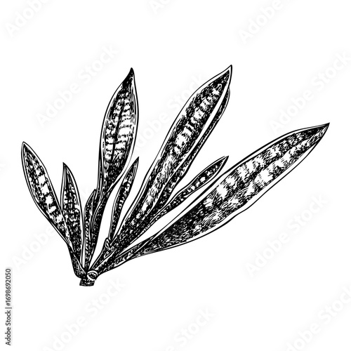 Snake plant engraving, botanical illustration, detailed line drawing. A striking, sculptural plant design.