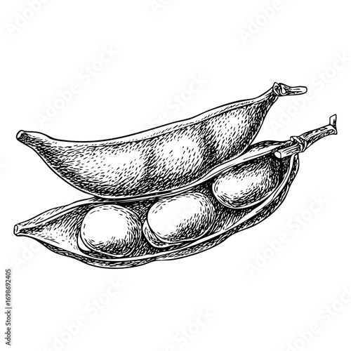 Open bean pods with seeds engraving. Vegetable garden illustration, organic food design, and healthy eating concept art.