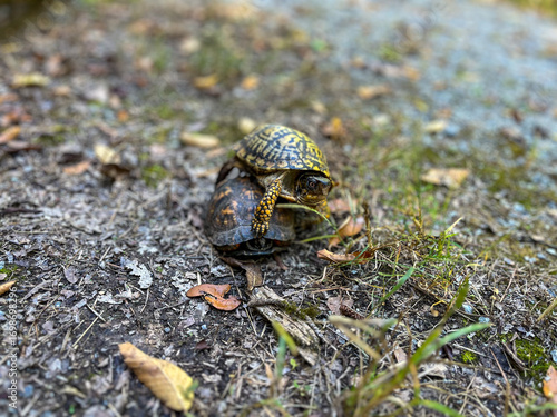 Turtle on the ground