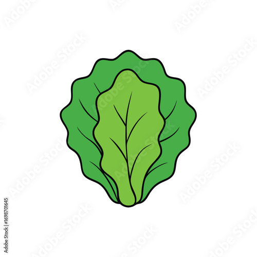 Lettuce Vector