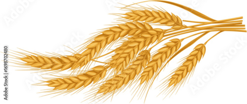vector bunch of wheat or rye ears with whole grain
