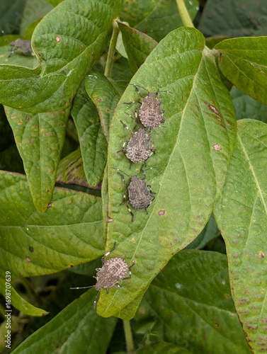Soy field and leaves infested by brown marmorated stink bugs (Halyomorpha halys)