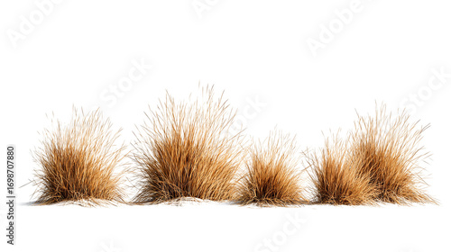 Set of prairie grass tufts, straw-colored and uneven in height, displayed in zigzag sequence, isolated on transparent background.
