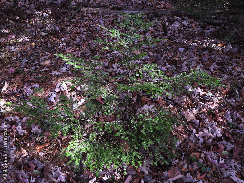 Obraz premium Small eastern hemlock, coniferous tree, growing wild within the forest of Tuscarora State Park, Schuylkill County, Barnesville, Pennsylvania. Ridge and Valley region Appalachian mountains.