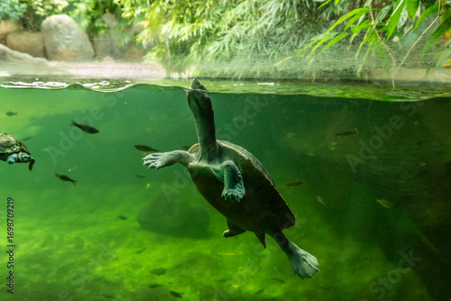 Aquatic Northen River Terrapin turtle swimming in aquarium in the Prague Zoo in Czech Republic