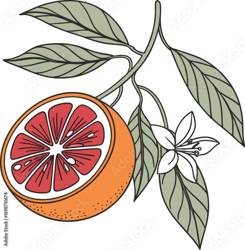 Fresh Grapefruit Slice with Blossom and Leaves, Citrus Fruit Branch Botanical Illustration, Healthy Grapefruit and Flower Doodle, Vibrant Orange and Red Fruit with Green Foliage
