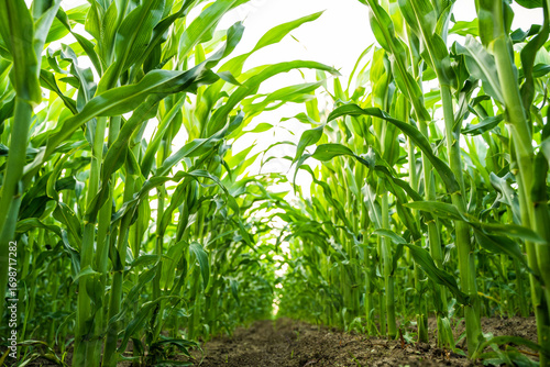 Vászonkép Fresh corn plants forming green tunnel rows in farmland field